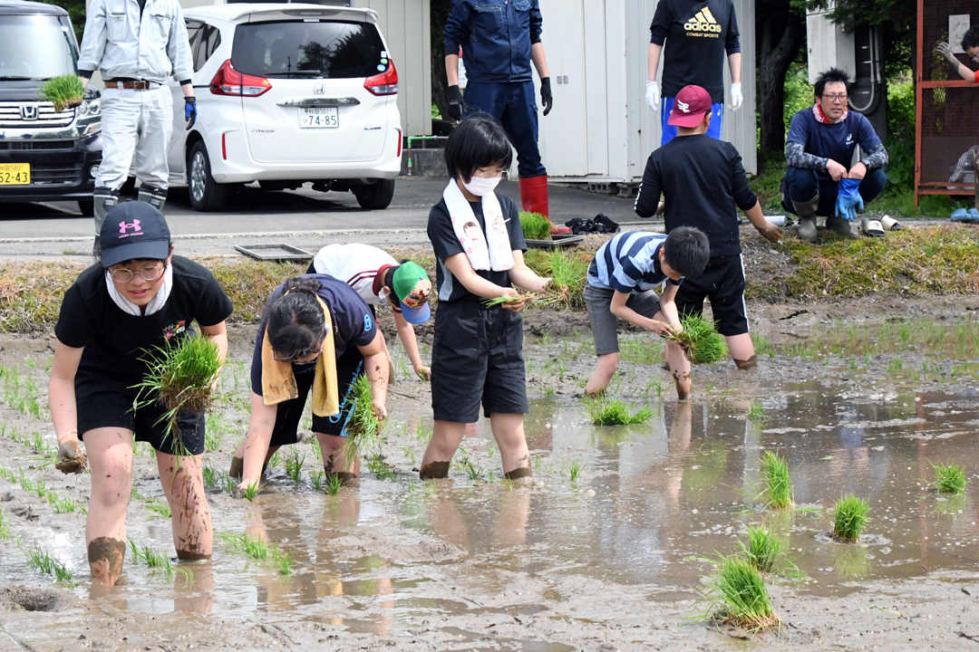 田植え