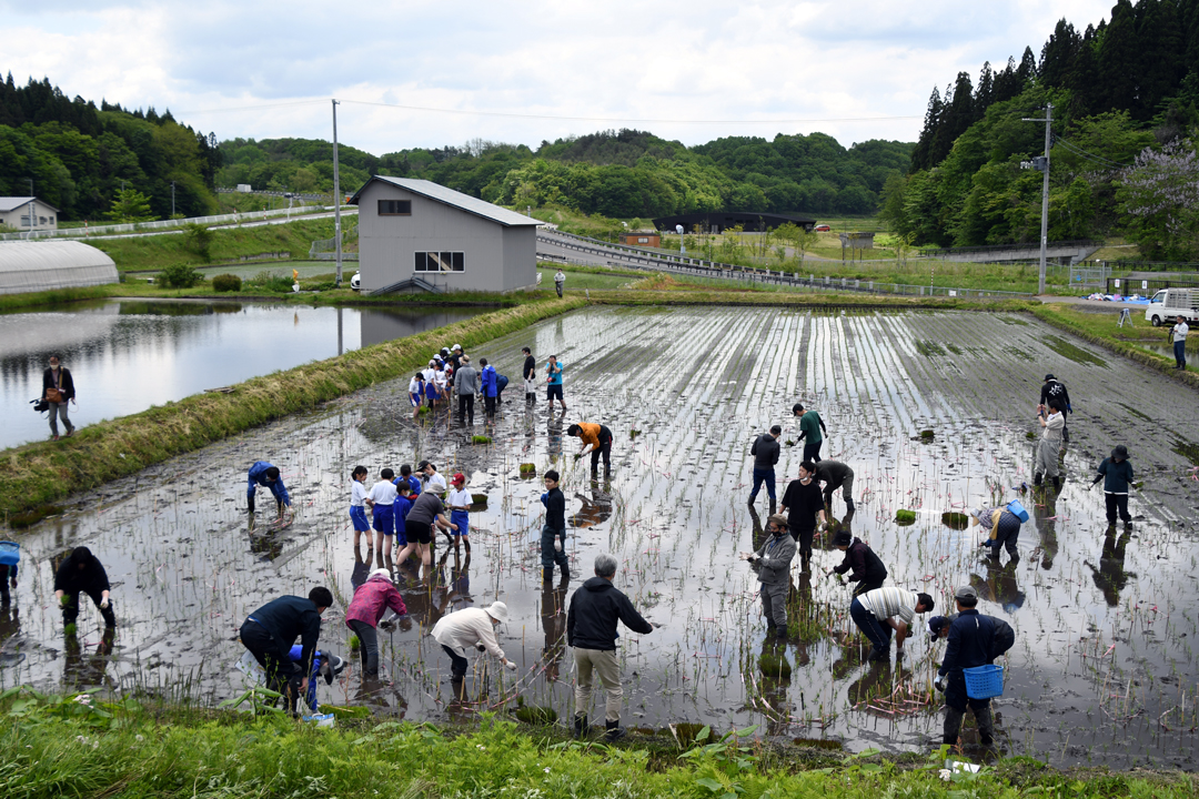 田んぼアート