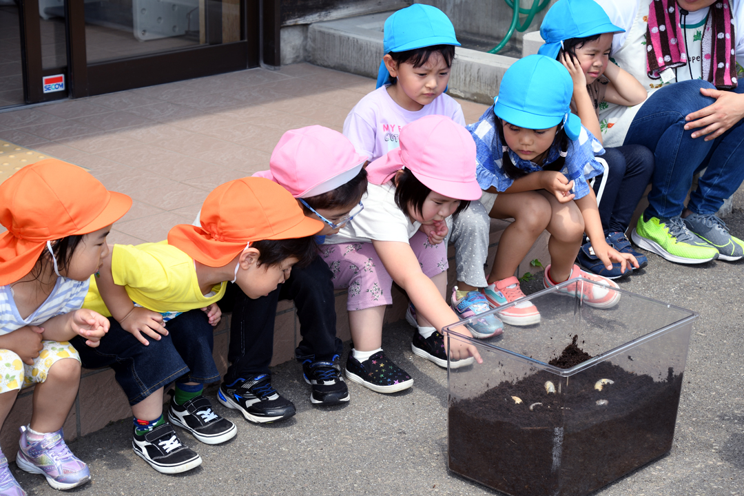 カブトムシの幼虫