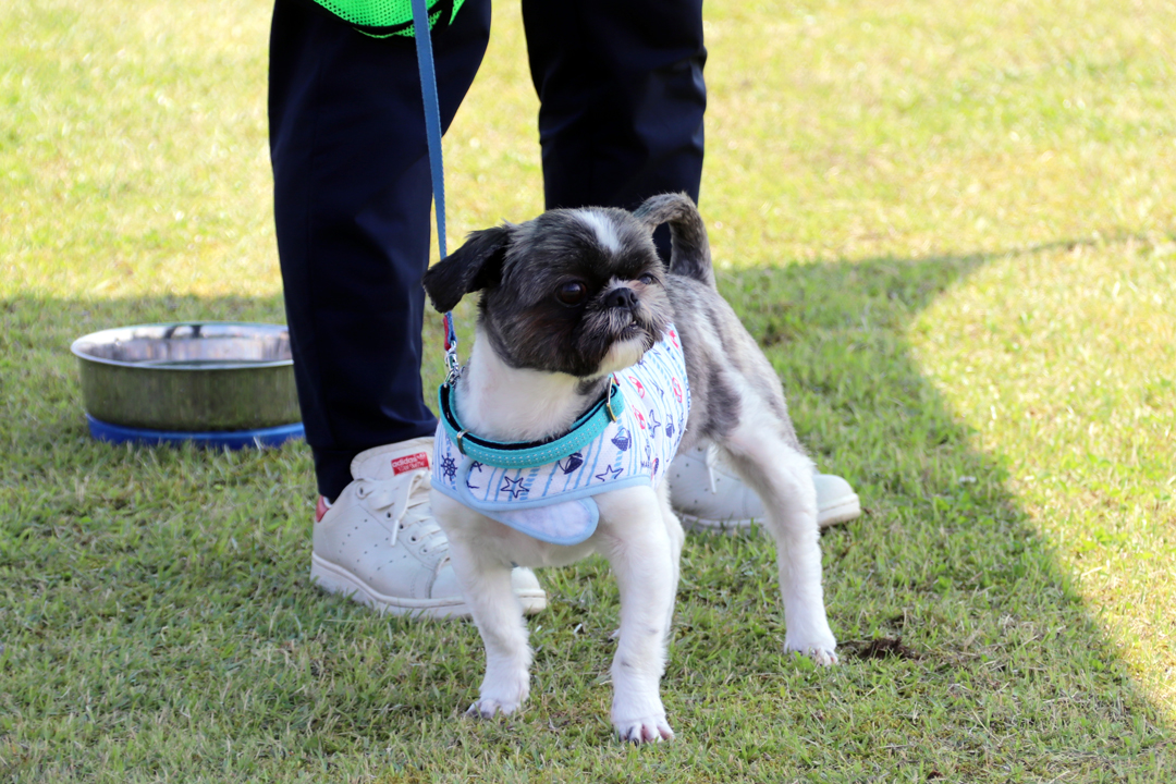  警察犬