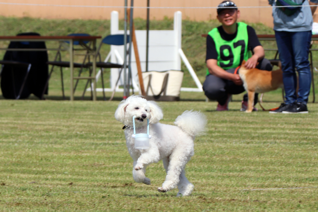 警察犬