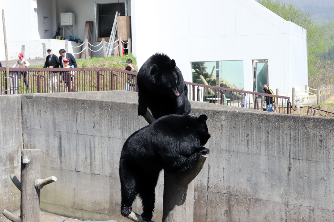くまくま