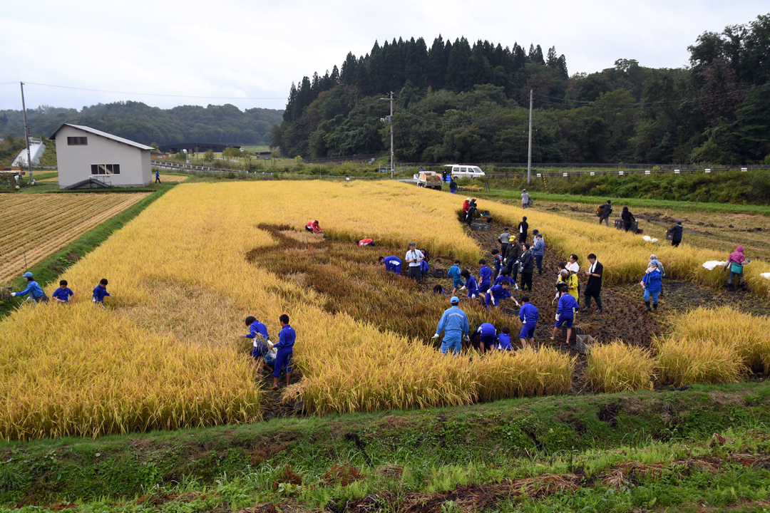 田んぼアート