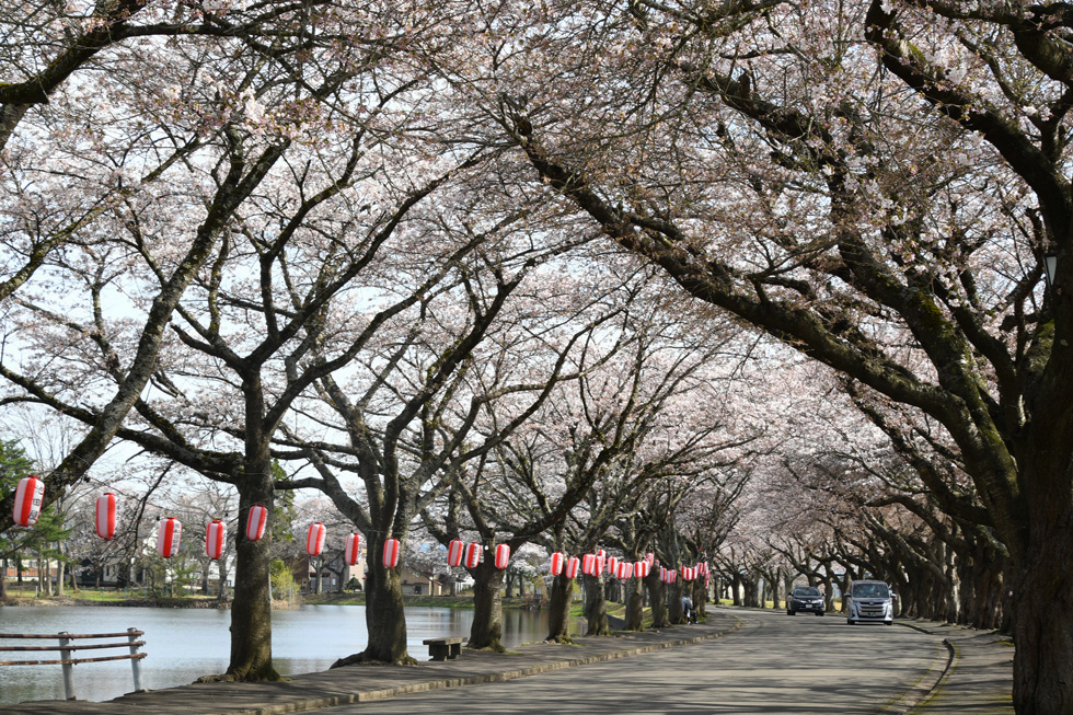 鷹巣中央公園の桜
