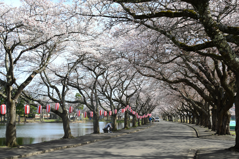 鷹巣中央公園の桜