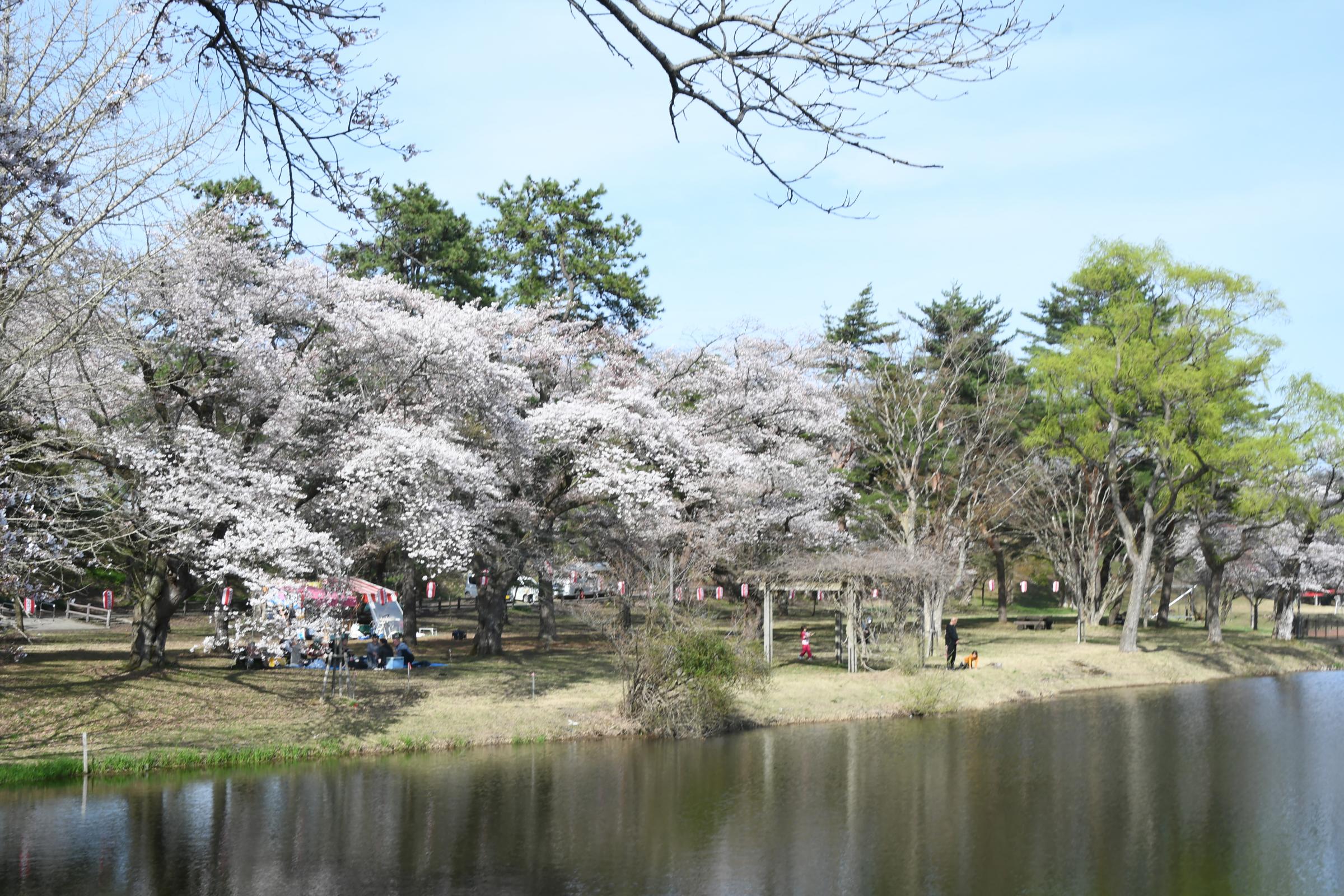 鷹巣中央公園の桜