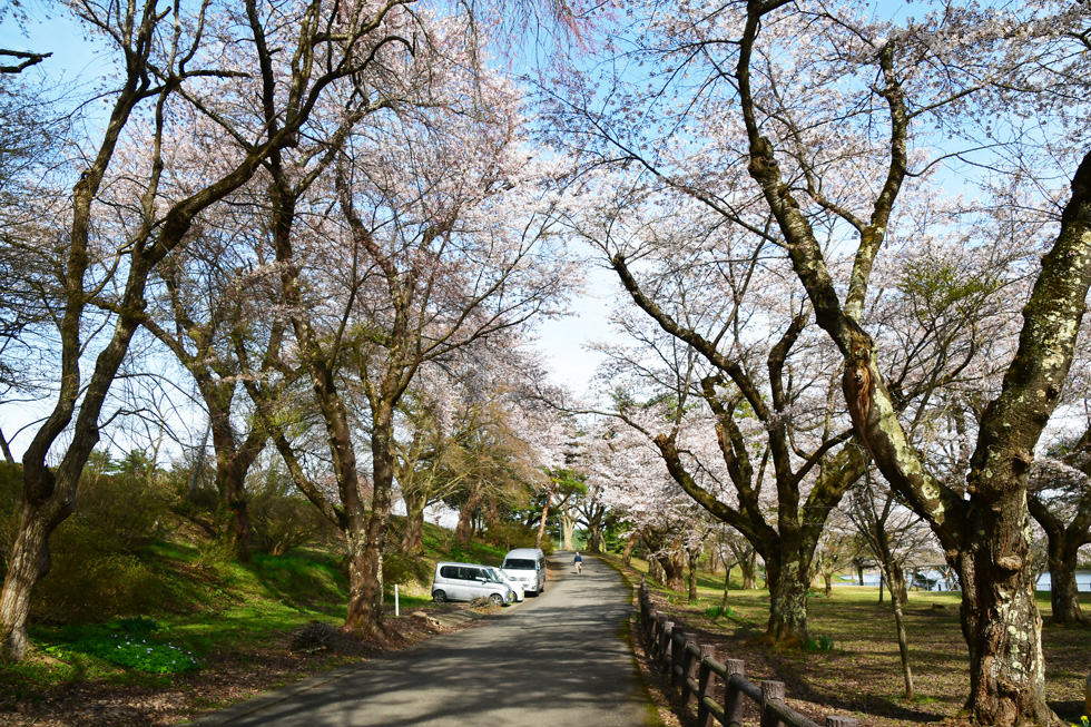 鷹巣中央公園の桜