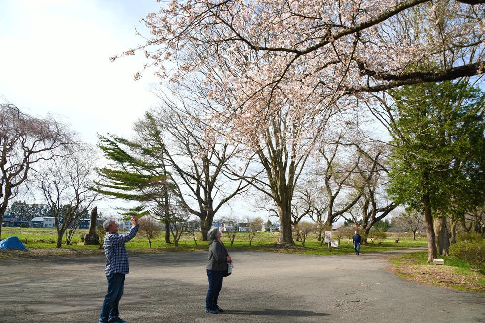 桜を観賞する観光客
