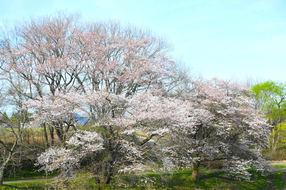 鷹巣中央公園の桜