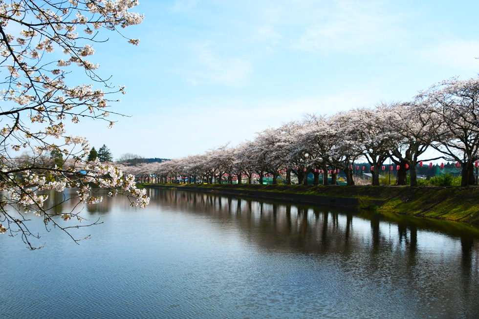 湖畔の桜並木