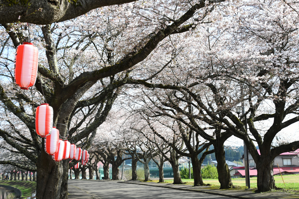 鷹巣中央公園の桜