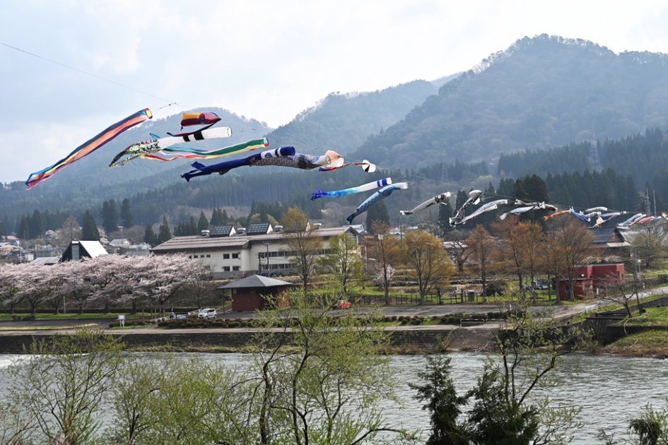阿仁川の鯉のぼりプロジェクト | 北秋田市ホームページ 住民が主役の