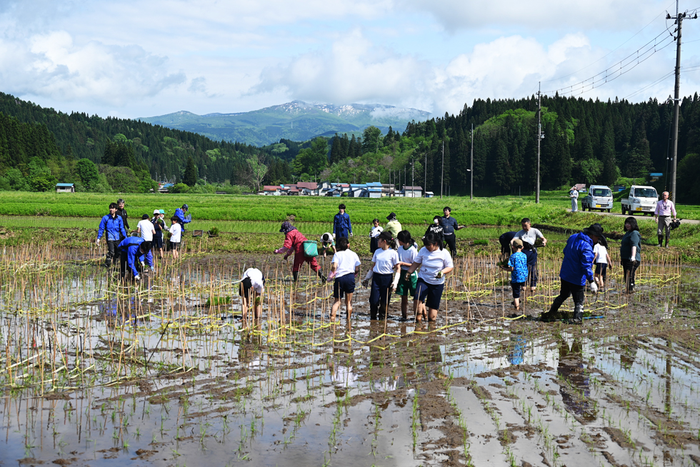 令和7年度 秋田内陸線沿線地域「田んぼアート」の田植え | 北秋田市