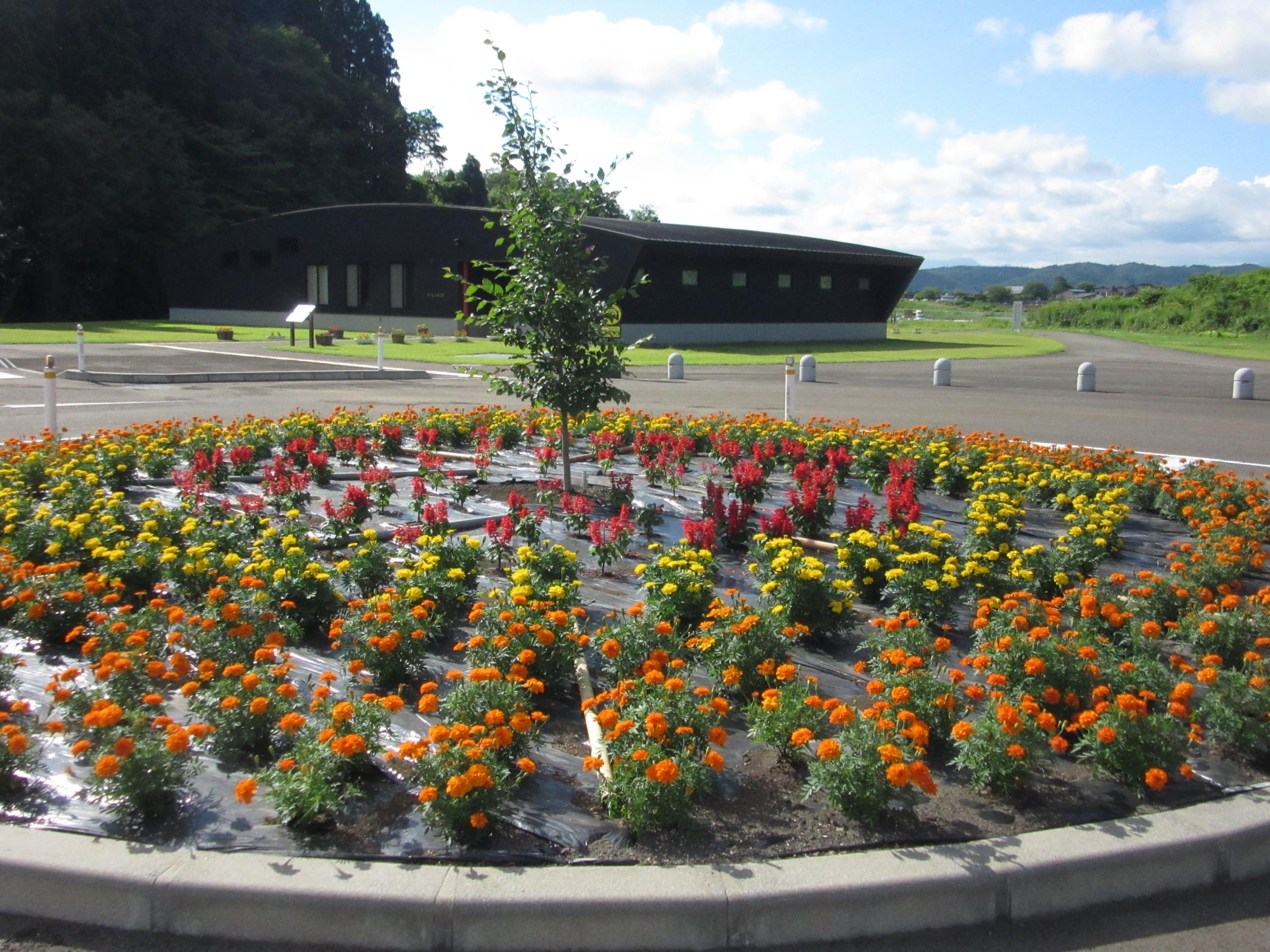 写真： 伊勢堂岱縄文館の駐車場にある丸い形の花壇。赤、黄、橙の花がきれいに並んでいる